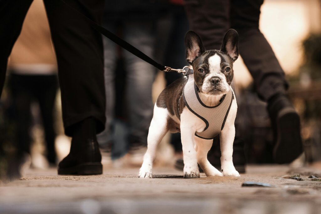 French Bulldog on a leash walking in an urban setting. City life and pet companionship.